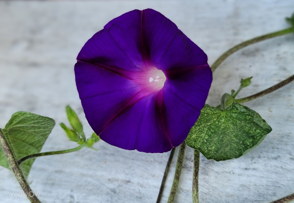 Photos météo à Cornelius. Prévisions météo avec de superbes photos de Woodythewood101