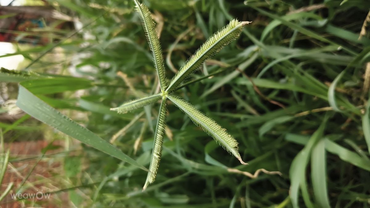 ウッタル・プラデーシュ州の天気写真. Sndpkの美しい写真による天気予報