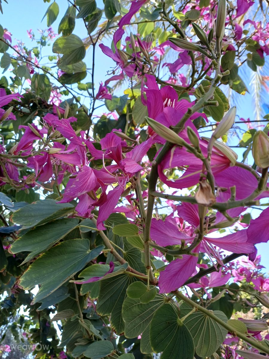 テルアビブ地区の天気写真. Zazaの美しい写真による天気予報