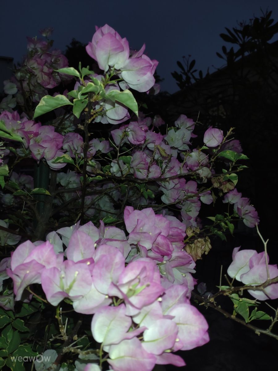 Photographer Wen-ya Huang, Weather Photos in Kaohsiung City - Weawow