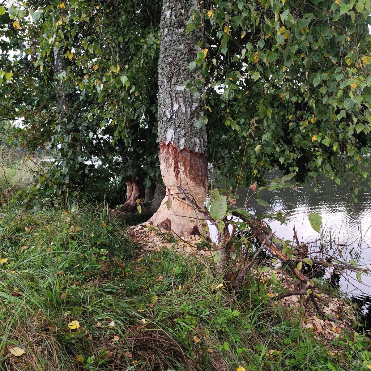 Wetter Photos Kehra. Wettervorhersagen mit schönen Fotos von Ira369