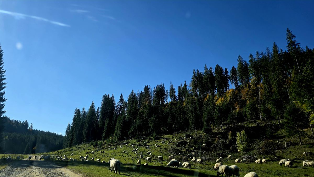 Photographer Camelyon, Weather Photos in Mănăstirea Vadul Negrilesei - Weawow