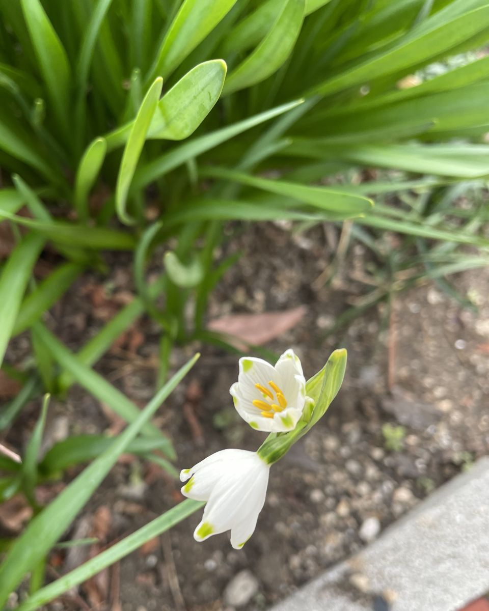 Fotografos あさのジジ, Fotos do tempo em Okayama - Weawow