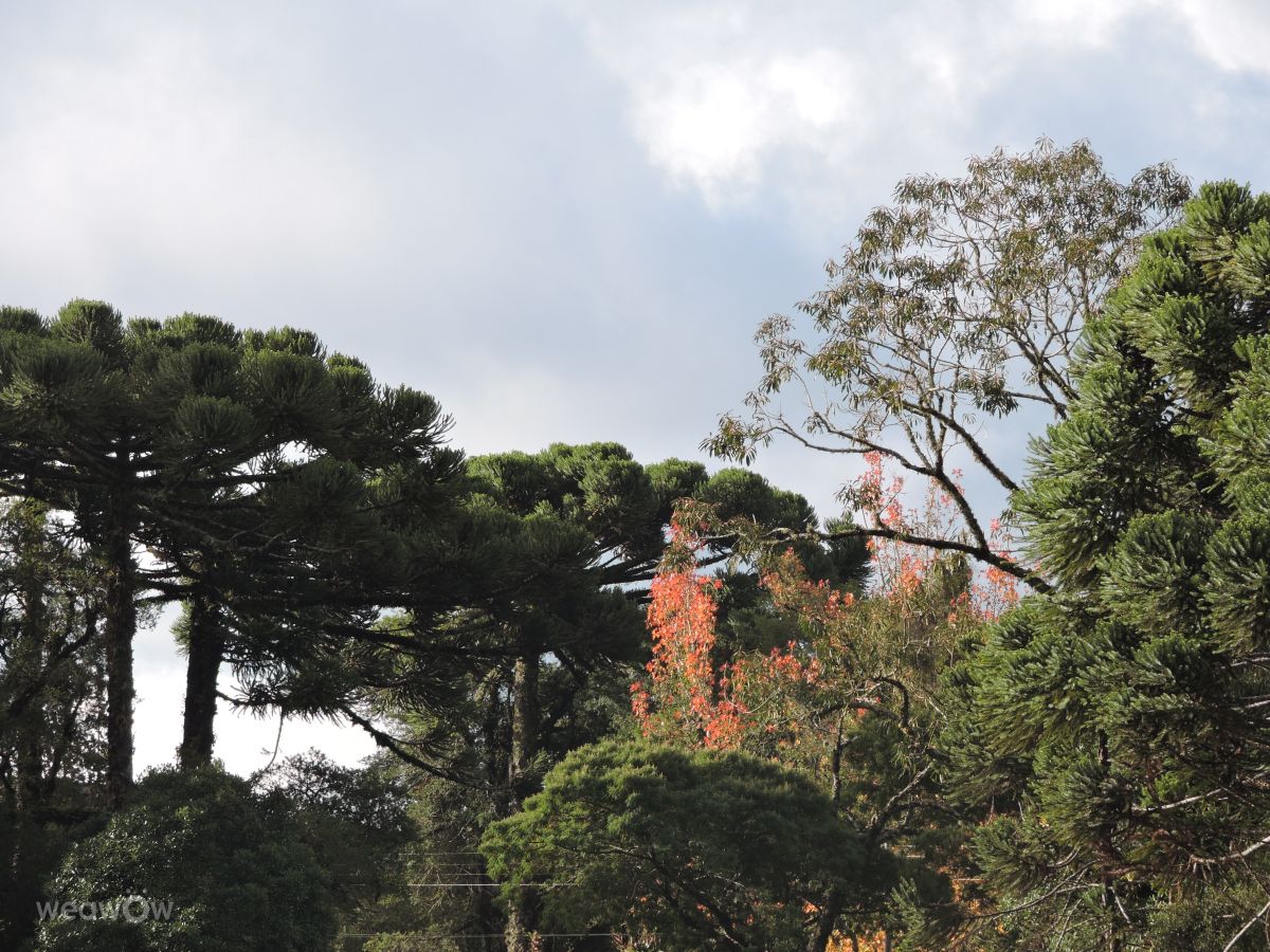 Hình ảnh Thời tiết ở Gramado. Dự báo thời tiết với những bức ảnh đẹp của LuGi