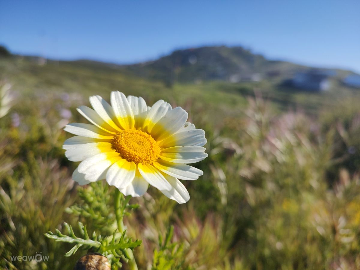 墨西哥的天气照片. 天气预报，带Roberto Goode精美的照片