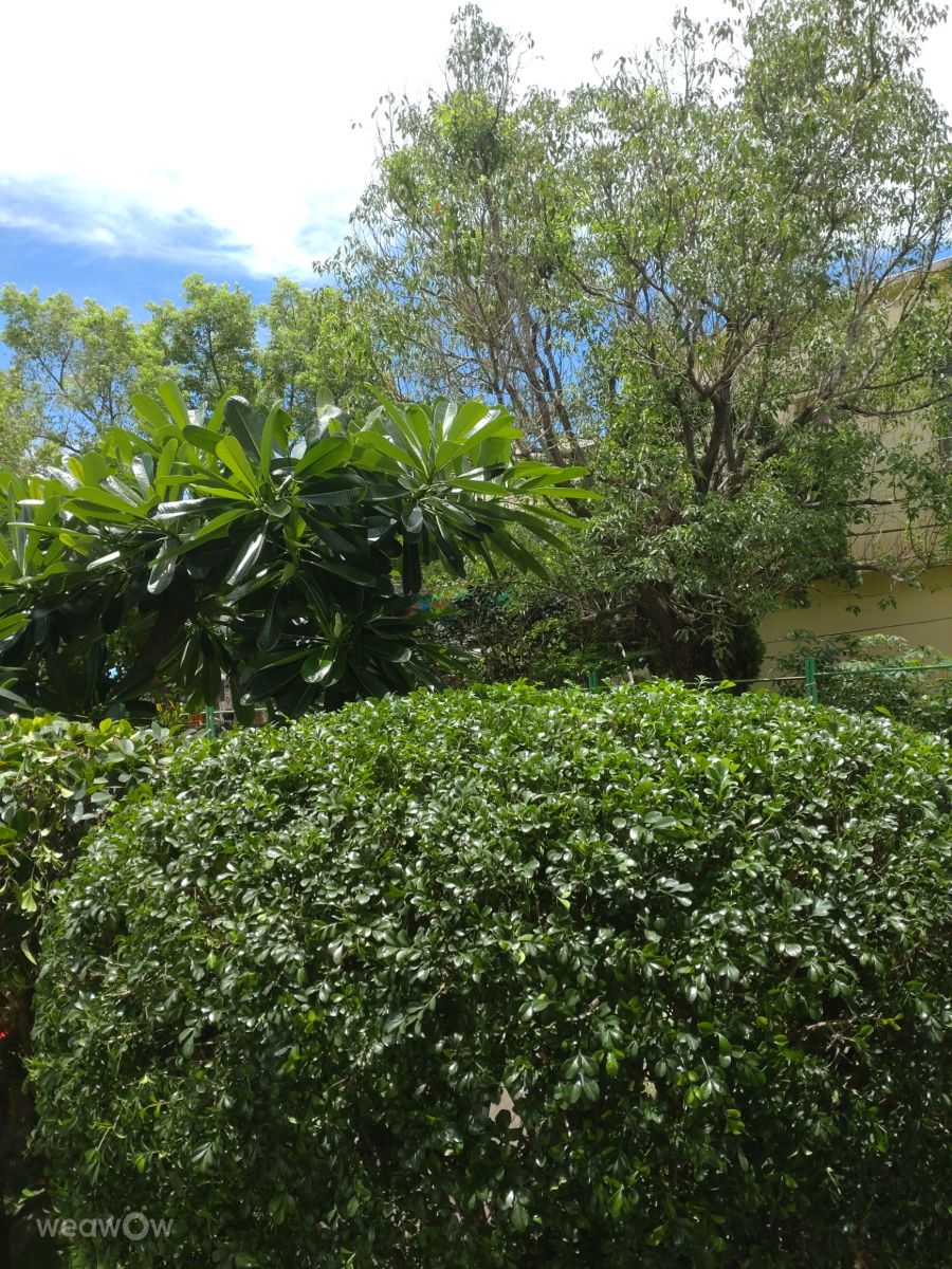 Fotografos Wen-ya Huang, Fotos do tempo em Kaohsiung City - Weawow