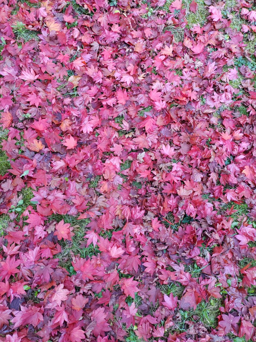 Photographer Albert_Smelovtsev, Weather Photos in Roza Khutor - Weawow