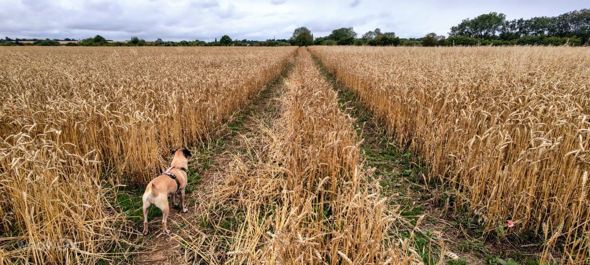 Weather Photos in Yarwell Mill Country Park. Weather forecasts with beautiful photos by kns666