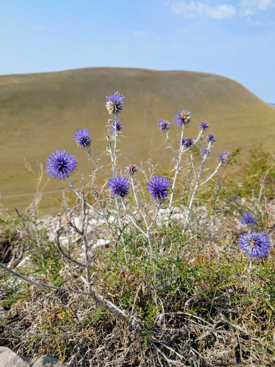Weather Photos in Orenburgskaya Oblast'. Weather forecasts with beautiful photos by МарияЕкб