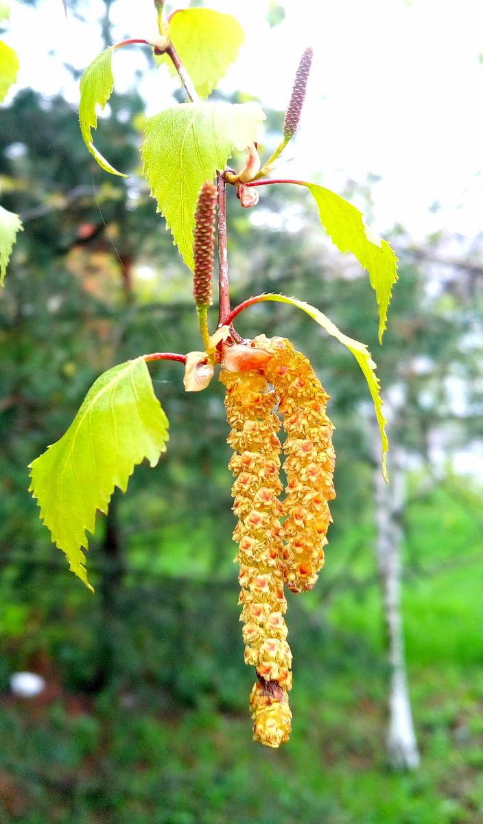 Photographer BHE6E, Weather Photos in Chernyanka - Weawow