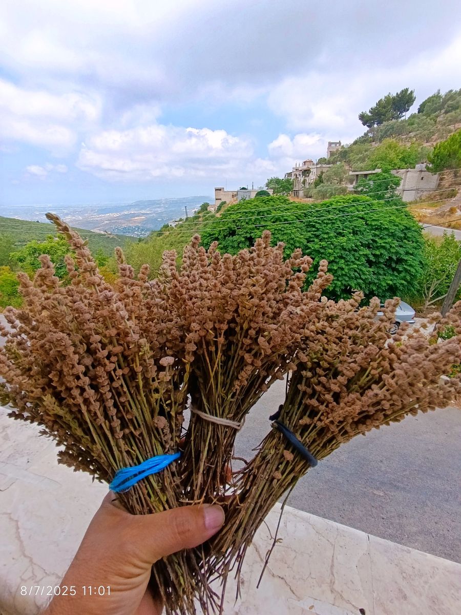 Hình ảnh Thời tiết ở Syria. Dự báo thời tiết với những bức ảnh đẹp của waseemmurshed