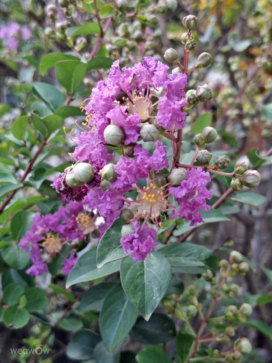 Photographe Wen-ya Huang, Photos météo à Kaohsiung - Weawow