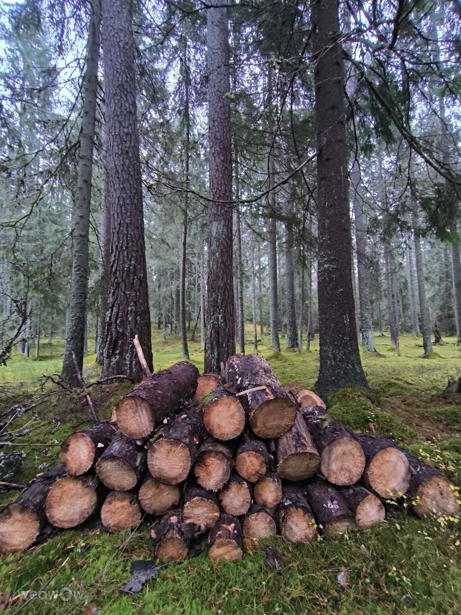 Leningrad的天气照片. 天气预报，带schmolder精美的照片