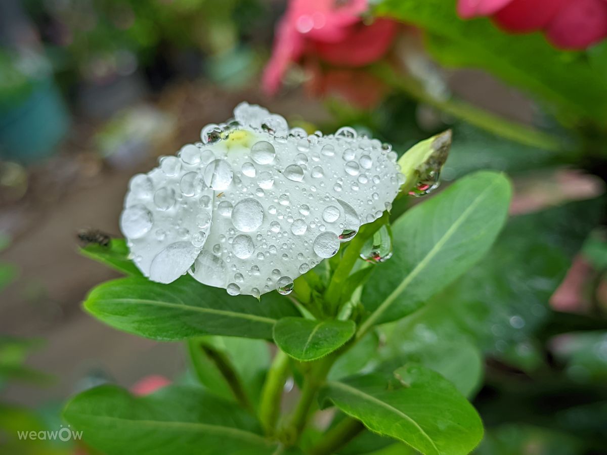 Weather forecasts with beautiful photos by Taufiq Mutaf