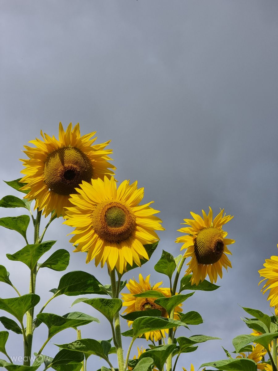 Weather forecasts with beautiful photos by Simphi494