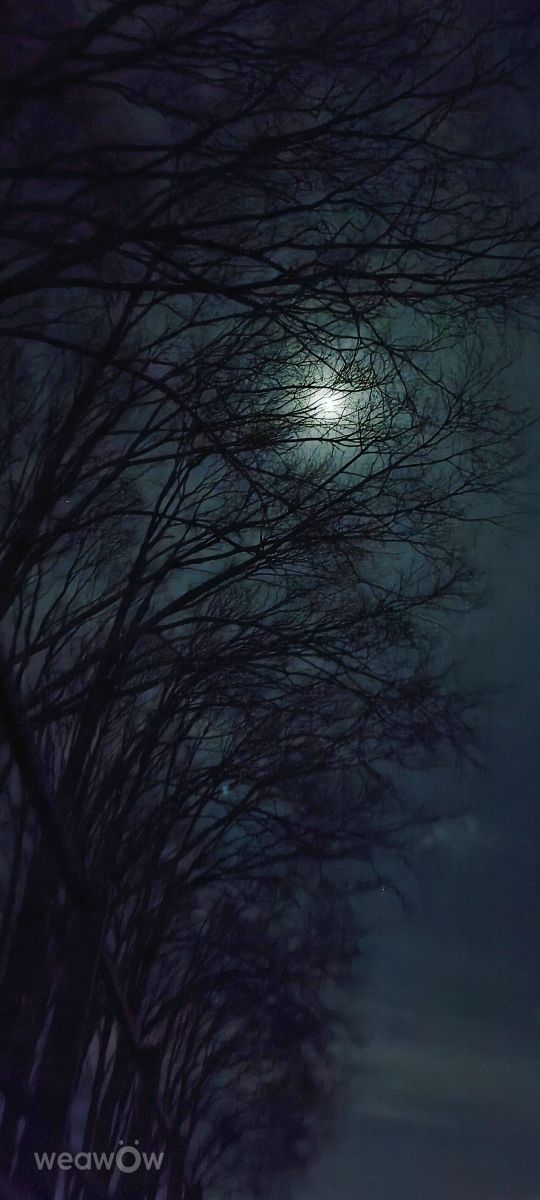 Photographe Nigh1man, Photos météo à Amsterdam - Weawow