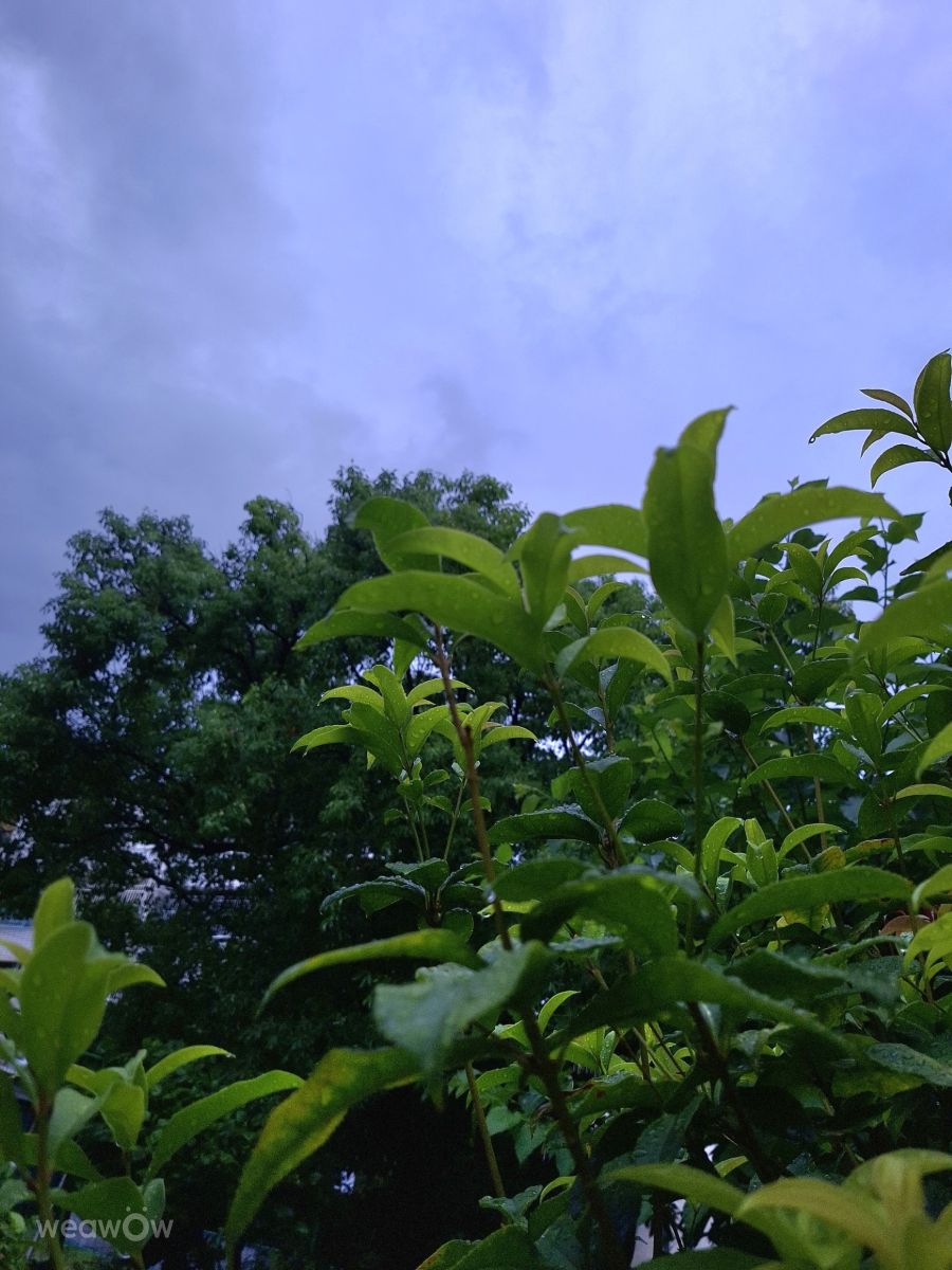 写真家 Wen-ya Huang、高雄市の天気写真 - Weawow