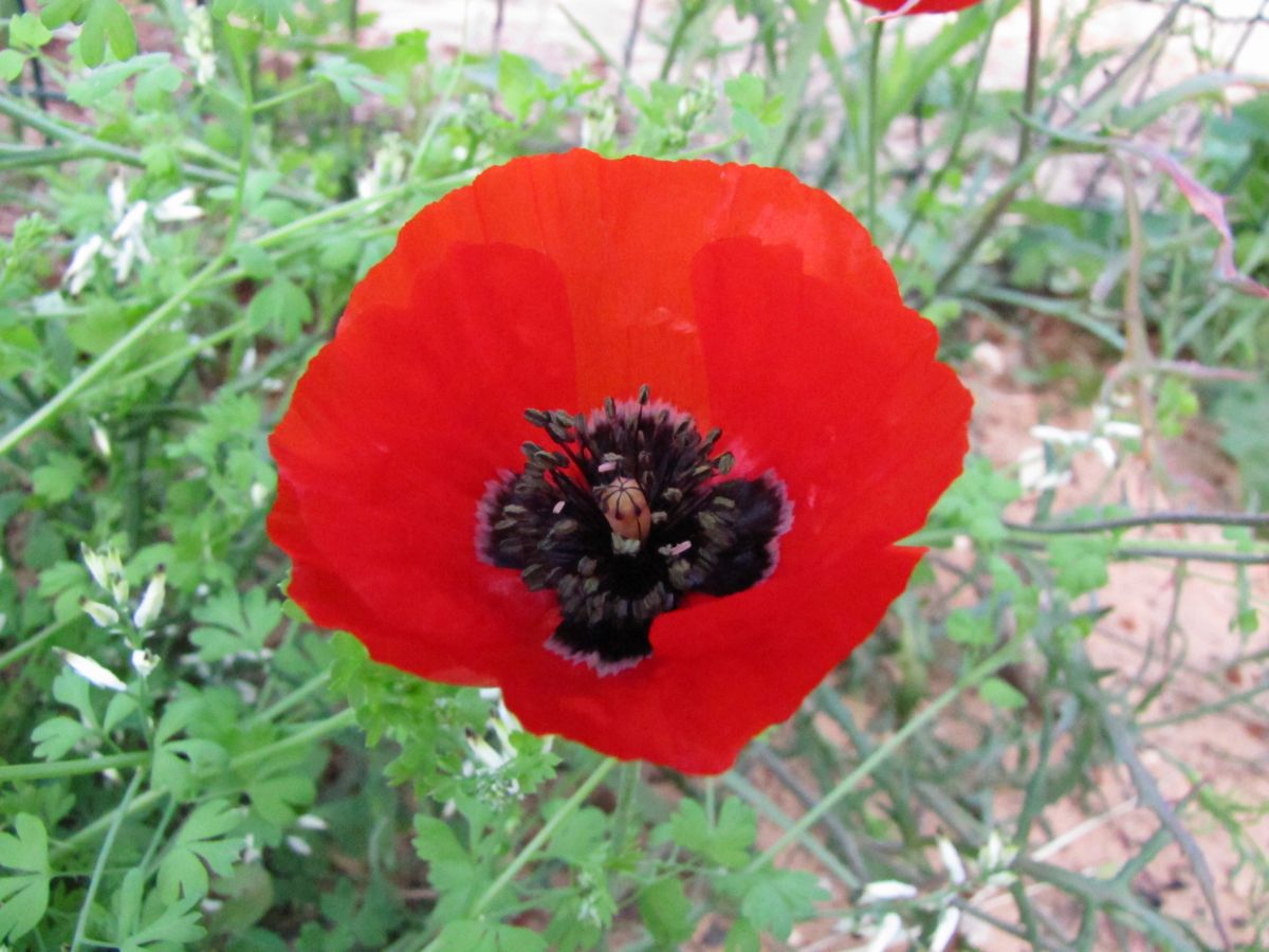 Fotos sobre el clima en Israel. Pronósticos del tiempo con hermosas fotos de Sviatoslav