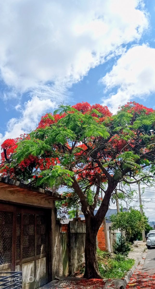 Fotos sobre el clima en São Paulo. Pronósticos del tiempo con hermosas fotos de ASGuandalin