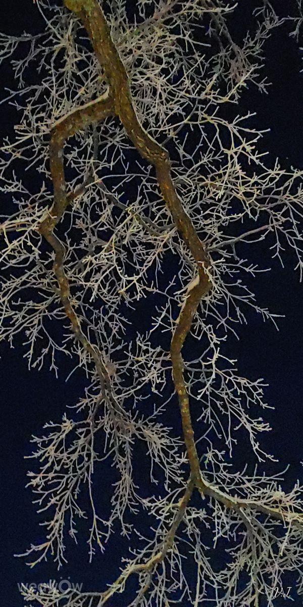 Photos météo à Palanga. Prévisions météo avec de superbes photos de Jazzinevirga