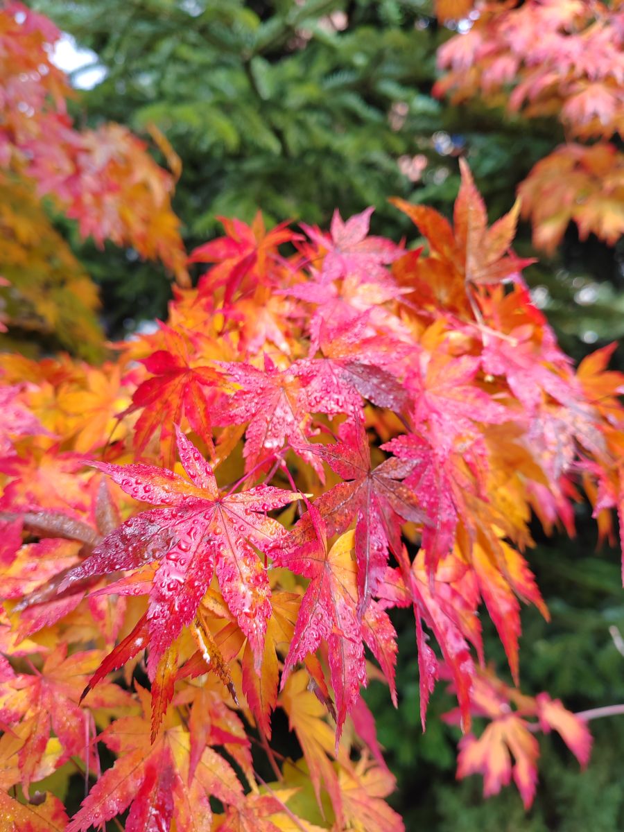 Fotógrafo Albert_Smelovtsev, Fotos sobre el clima en Roza Khutor - Weawow