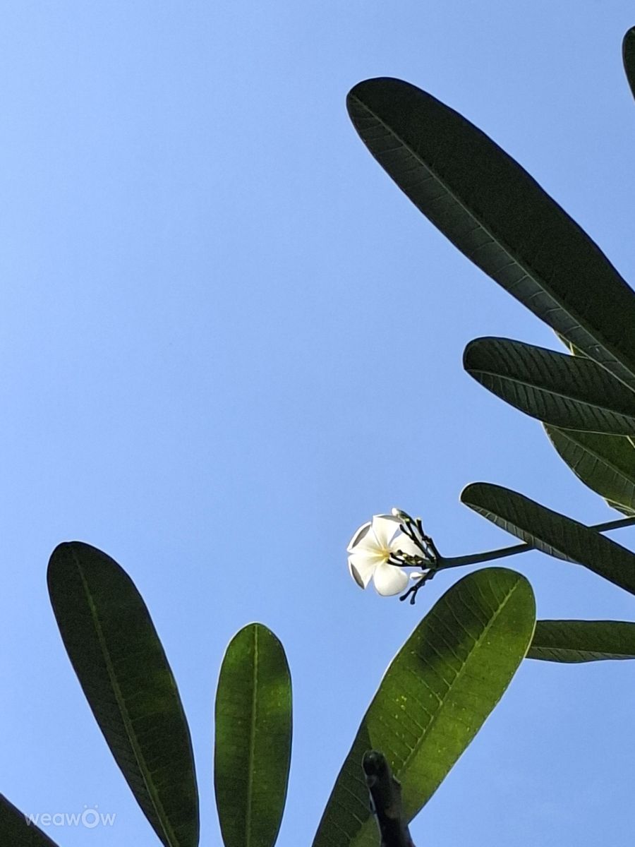 Weather Photos in Kaohsiung City. Weather forecasts with beautiful photos by Wen-ya Huang