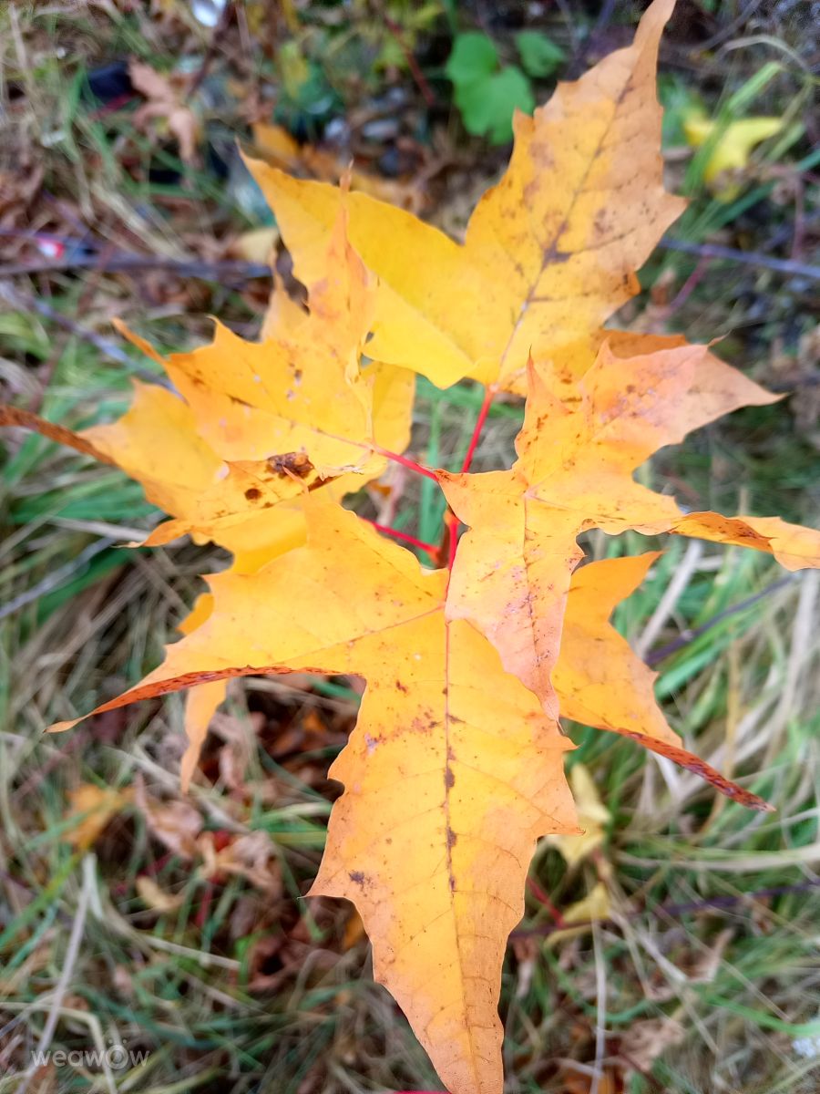 Wetter Photos Oblast Moskau. Wettervorhersagen mit schönen Fotos von Evgeniya77