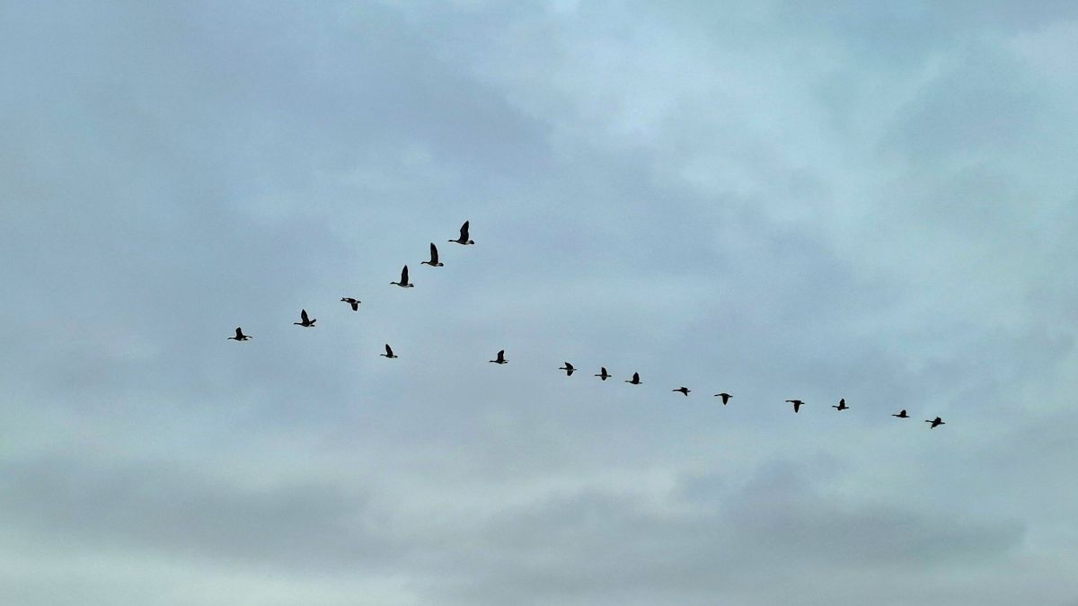 Nhiếp ảnh gia Geo23, Hình ảnh Thời tiết ở Hamilton - Weawow