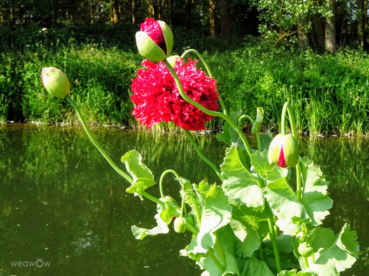 Weather Photos in Yarwell Mill Country Park. Weather forecasts with beautiful photos by kns666