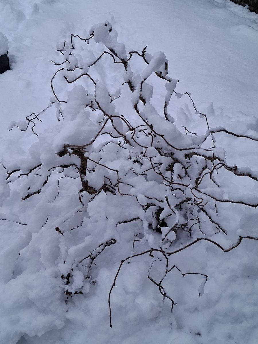 Fotos sobre el clima en Pskov. Pronósticos del tiempo con hermosas fotos de NinaP