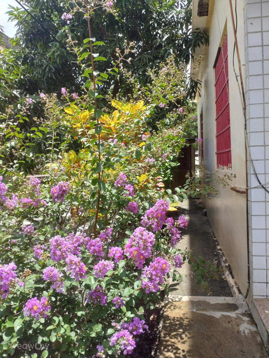 Photographer Wen-ya Huang, Weather Photos in Kaohsiung City - Weawow