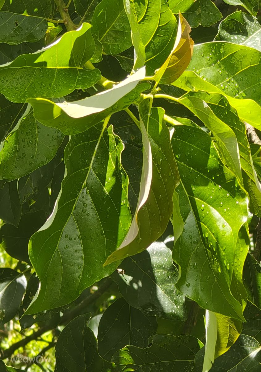 Weather Photos in Brazil. Weather forecasts with beautiful photos by VIAꓨEM_E_HISTÓЯIA