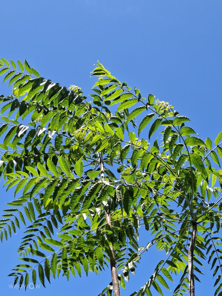 Photographe Wen-ya Huang, Photos météo à Kaohsiung - Weawow