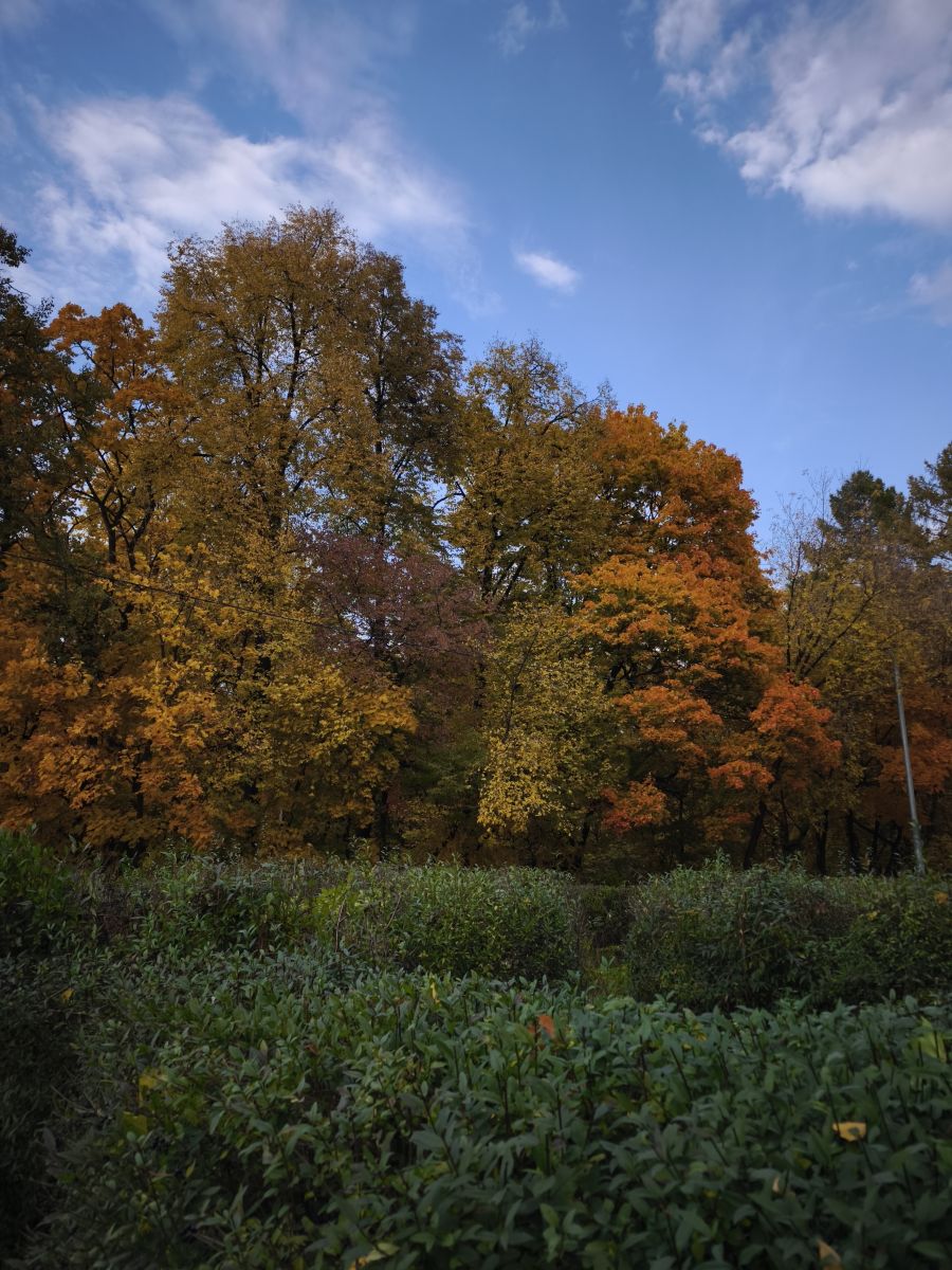 Weather Photos in Izmaylovo District. Weather forecasts with beautiful photos by Amanda_and_Valdemar_Che
