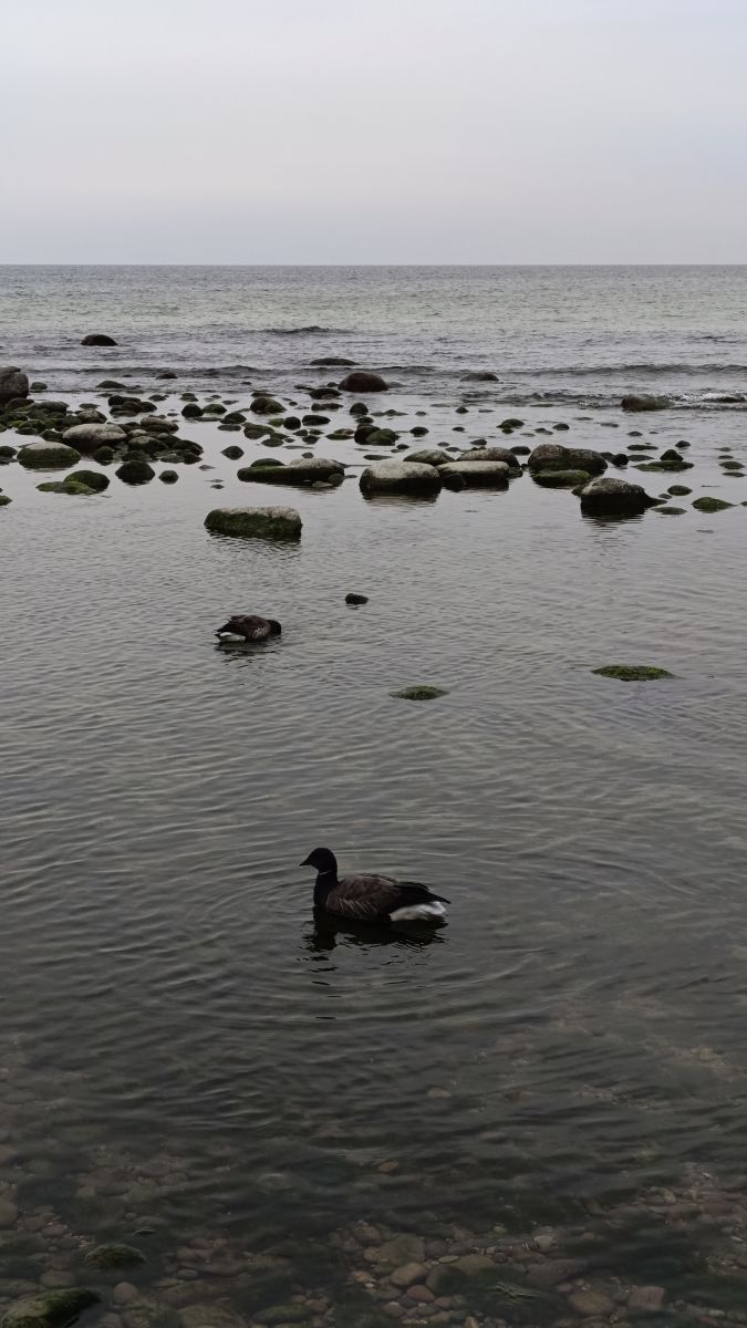 摄影师 Михаил Бондаренко，Gorod Svetlogorsk的天气照片 - Weawow