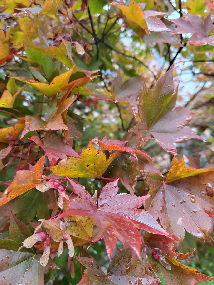 Photographer Albert_Smelovtsev, Weather Photos in Roza Khutor - Weawow