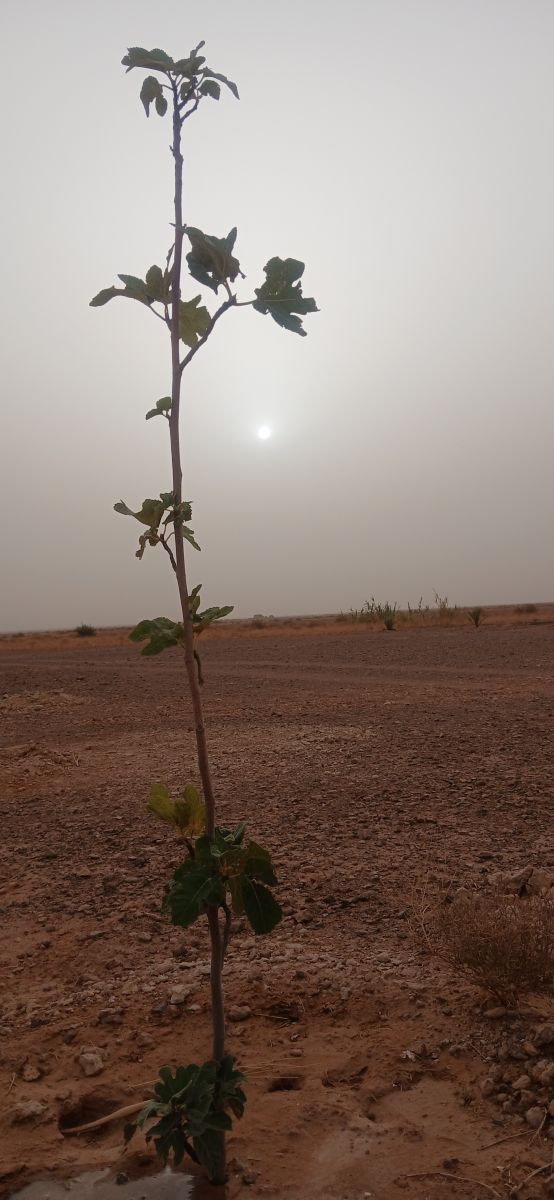 Photos météo à Béchar. Prévisions météo avec de superbes photos de BELGHOUL-KADDA