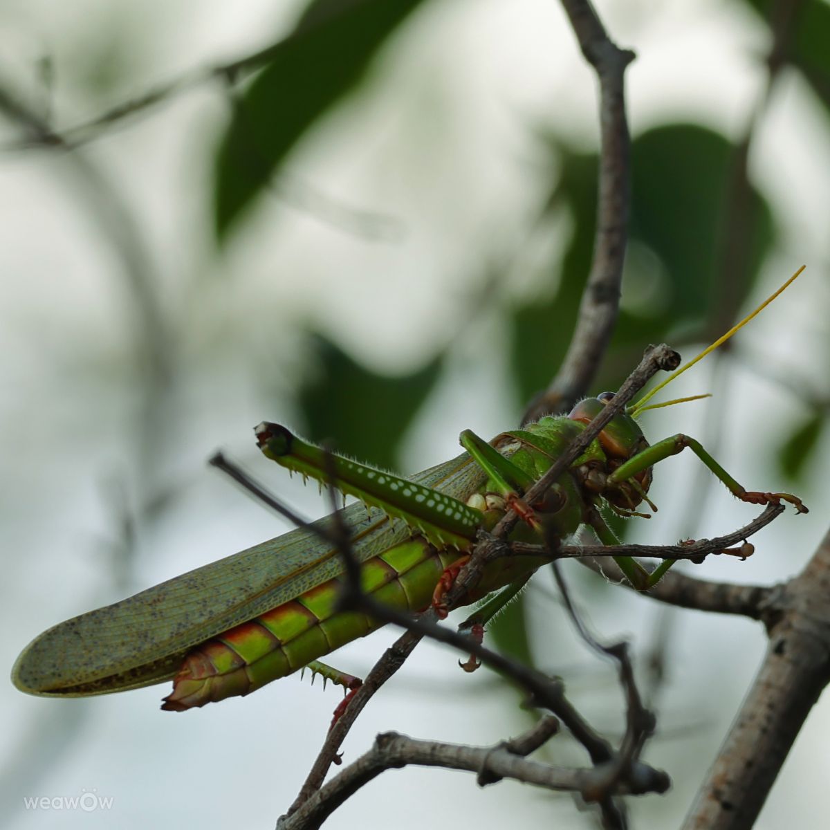 摄影师 VIAꓨEM_E_HISTÓЯIA，Florianópolis的天气照片 - Weawow