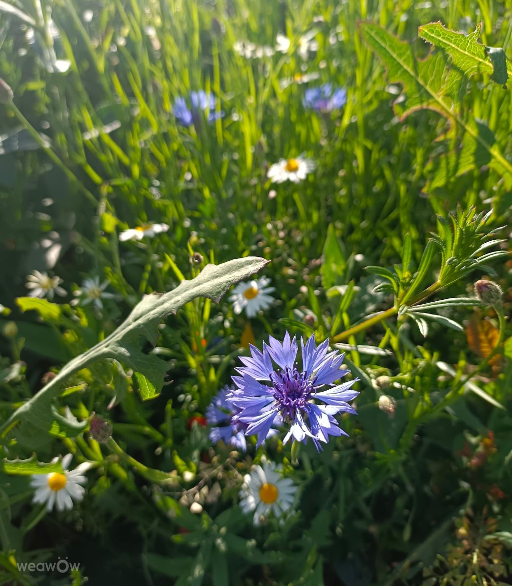 Фотографии Погоды в Ломжа. Прогнозы погоды с чудесными фотографиями, сделанными Ania-12