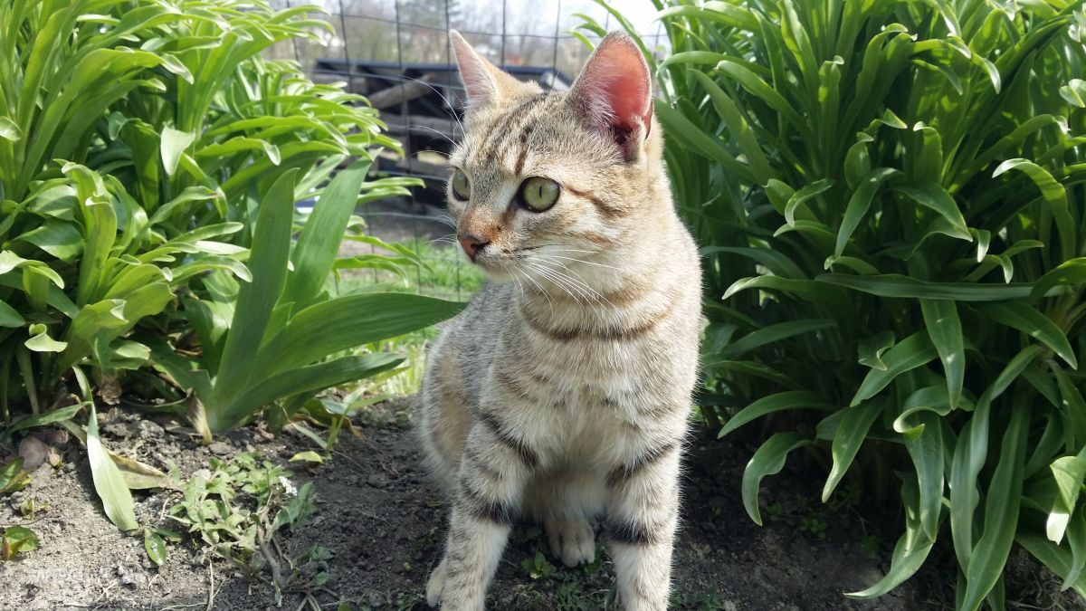 Fotos do tempo em Vaslui. Previsões do tempo com lindas fotos de rossg