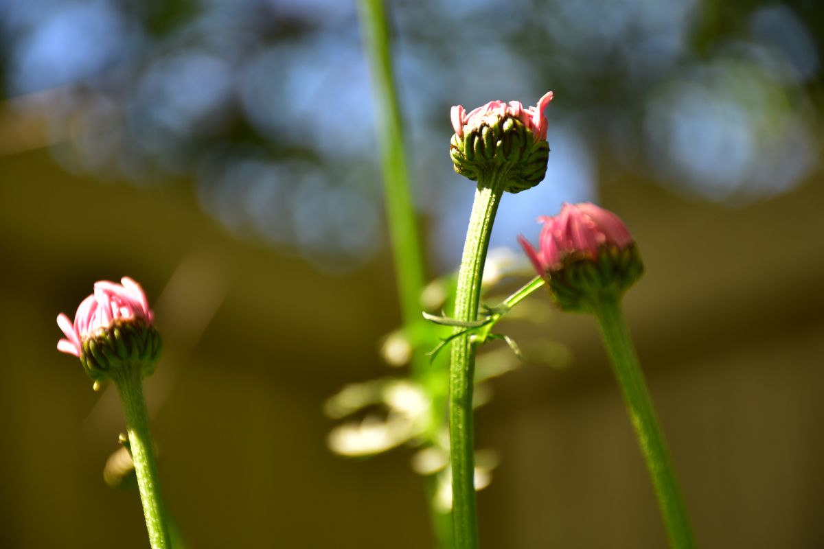 Photographer 1stEyeFocused, Weather Photos in Calgary - Weawow