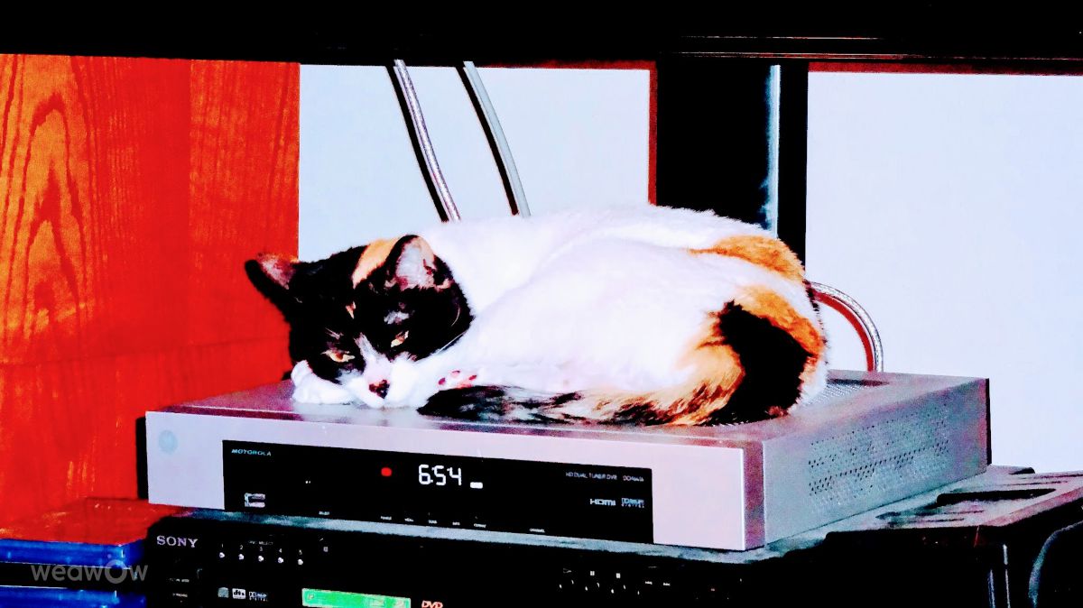 摄影师 Cajungrl26，LaPlace的天气照片 - Weawow