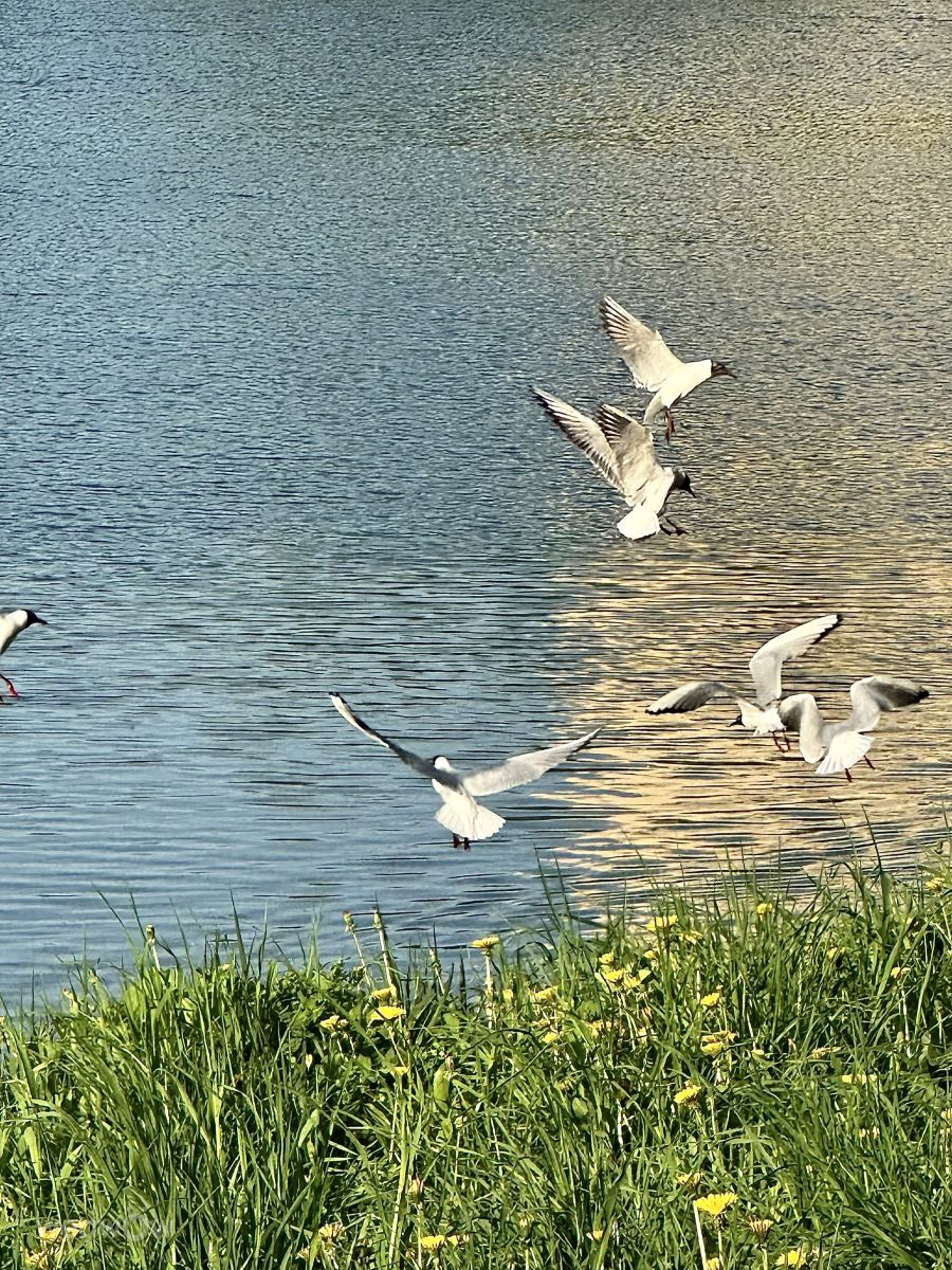 Photographer Ritha, Weather Photos in Izmaylovo - Weawow