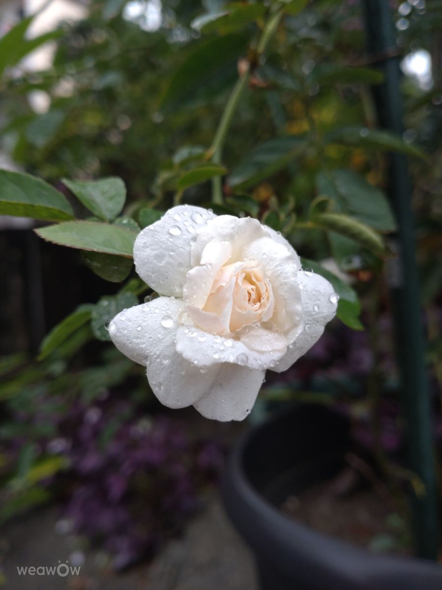 Photographer Wen-ya Huang, Weather Photos in Kaohsiung City - Weawow