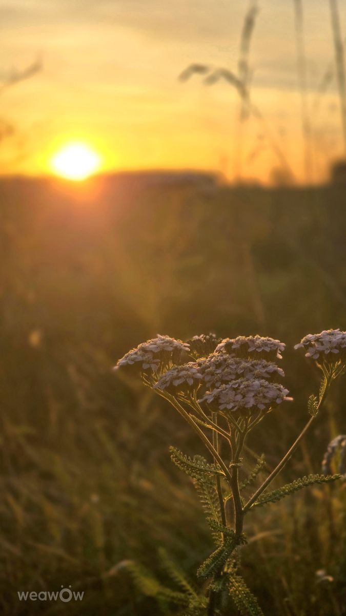 Wettervorhersagen mit schönen Fotos von Hela