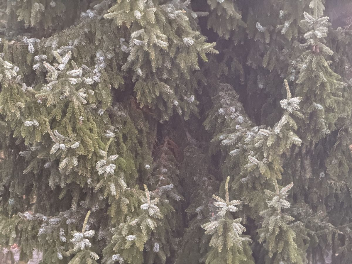 Photographe SwissEloi, Photos météo à Delémont - Weawow