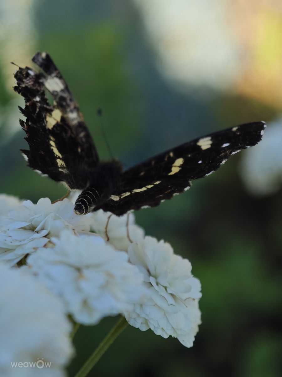 Wetter Photos Nagygeresd. Wettervorhersagen mit schönen Fotos von Győrvári Nikoletta