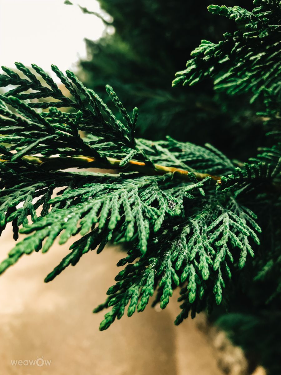 Photographer Echtge, Weather Photos in Moscow - Weawow