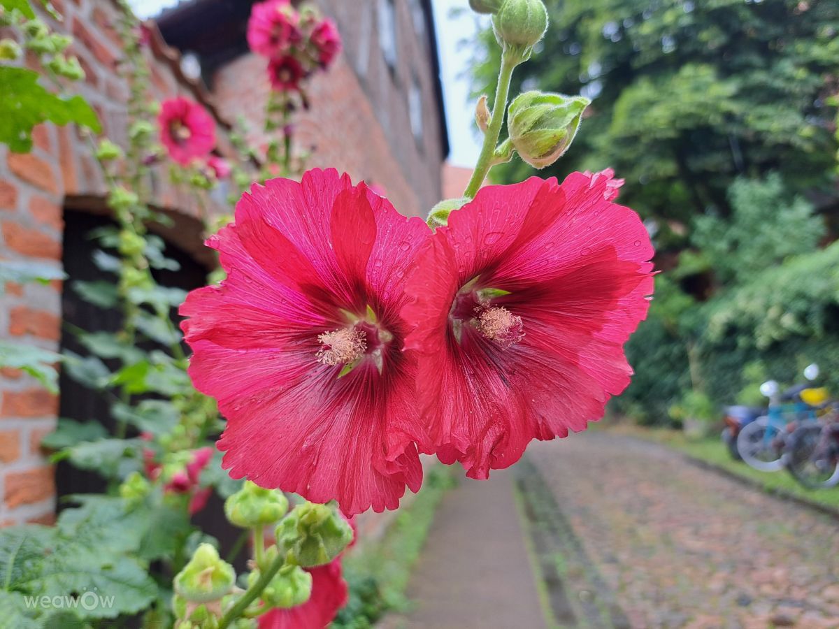 Weather Photos in Lüneburg. Weather forecasts with beautiful photos by this_is_tascha