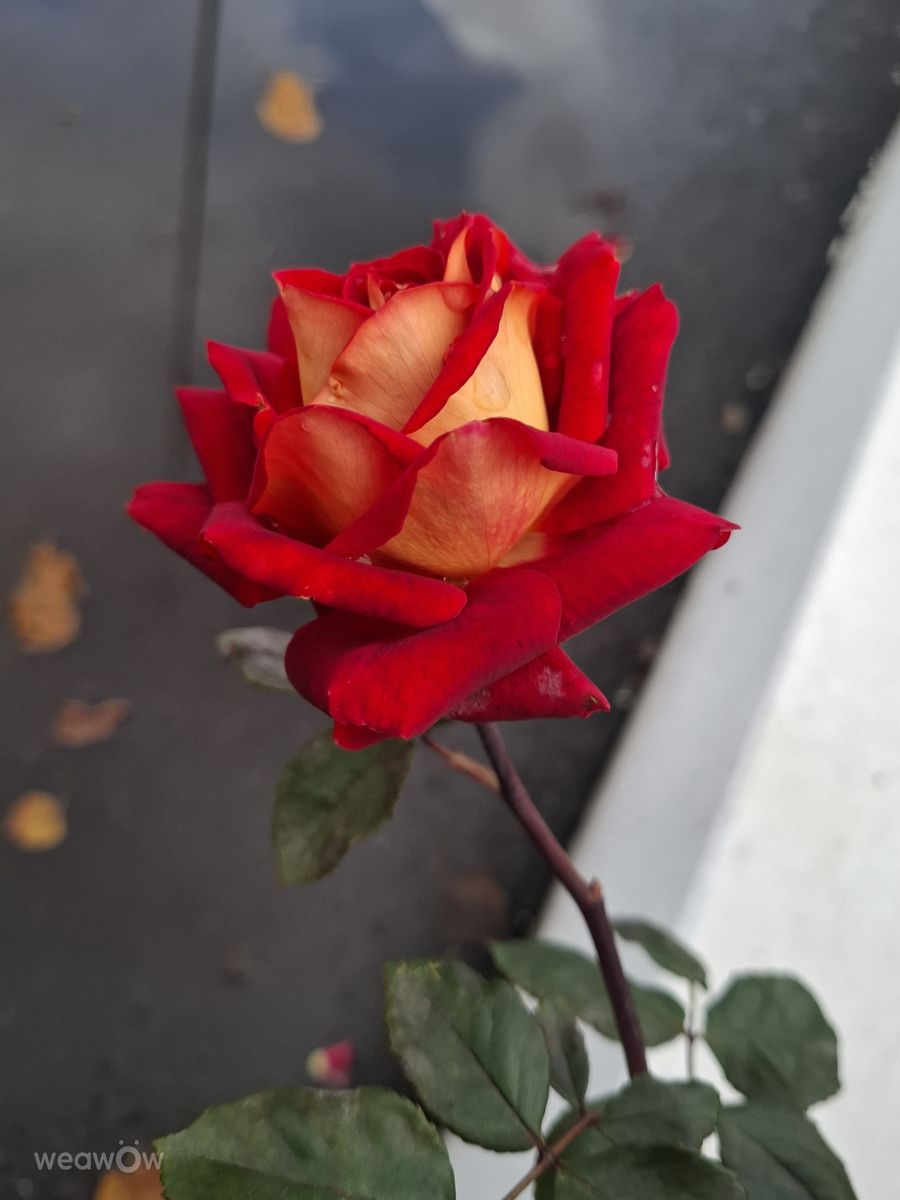 Fotos do tempo em Ucrânia. Previsões do tempo com lindas fotos de Iryna